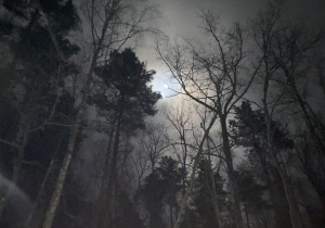 Pełnia księżyca w lesie