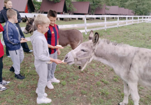 karmienie osiołków