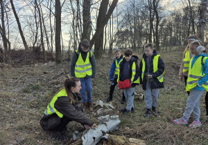 Rozkład drewna w lesie