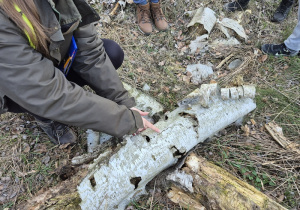 Organizmy w butwiejącym drewnie